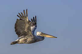 Dalmatian pelican (Pelecanus crispus) in flight Danube delta 2