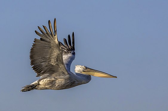 Dalmatian pelican, in flight, by Charles J. Sharp