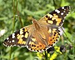 Vanessa cardui