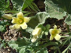 Feuilles et grappes de fleurs mâles.