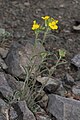 Erysimum capitatum