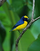 Las aves passeriformes son de las más abundantes en Costa Rica, como este ejemplar de eufonia gorgiamarilla (Euphonia luteicapilla).
