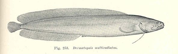 Dermatopsis multiradiatus