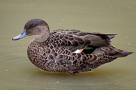 Female Chestnut Teal duck