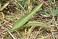 Fritillaria affinis