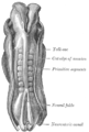 Dorsum of human embryo, 2.11 mm in length.