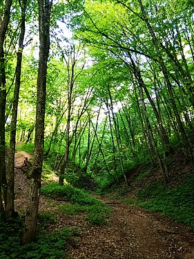 Rumliova forest park in Hrodna. Photograph: Sonriska