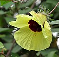 Hibiscus hispidissimus