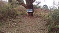 Modern-day view of the ceremonially planted tree (ikigabiro) from the coronation of Mwambutsa IV