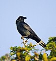 Tamaulipas crow