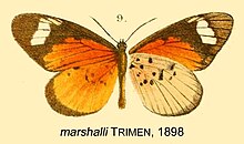 MarshalliTrimen1898OD.jpg