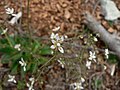 Saxifraga ferruginea