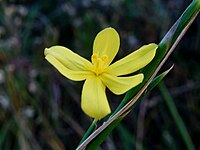 Moraea lewisiae