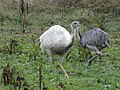 Weiße (Albino) und graue Morphe in deutscher Nandupopulation (Rhea americana)