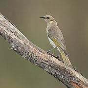 Ptilotula fusca - Glen Alice