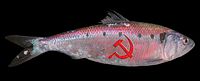 Communist Herring insurgents