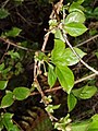 Schisandra sphenanthera