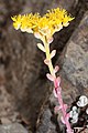 Sedum spathulifolium