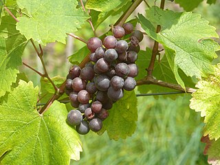 Grappe de raisin « Tauberschwarz ».