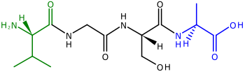 Hai đầu của một polypeptide, một gọi là đầu N hay đầu tận cùng amino, và một đầu khác gọi là đầu C hay đầu tận cùng carboxyl.[73] Phân tử polypeptide này chứa bốn amino acid liên kết với nhau. Bên trái là đầu N, với nhóm amino (H2N) màu lục. Bên phải là đầu C, với nhóm carboxyl (COOH) màu lam.