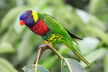 Coconut lorikeet, by Benjamint