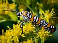 Webworm Moth