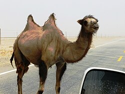 Wild Bactrian camel