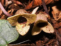 Asarum savatieri