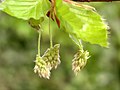 Цветови европске букве (Fagus sylvatica)