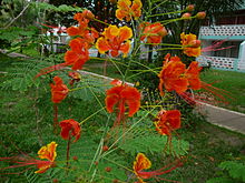 Caesalpinia pulcherrima 0001.jpg