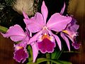 Cattleya labiata