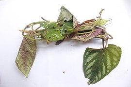 Cissus javana.jpg