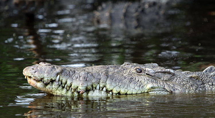Голова oстрорылого крокодила (Мексика)