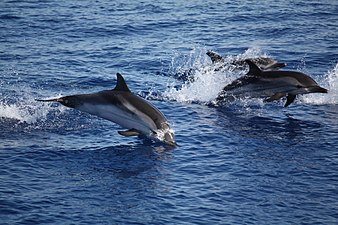 Delfini tra Panarea e Stromboli