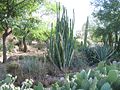 San Pedro-kaktusz