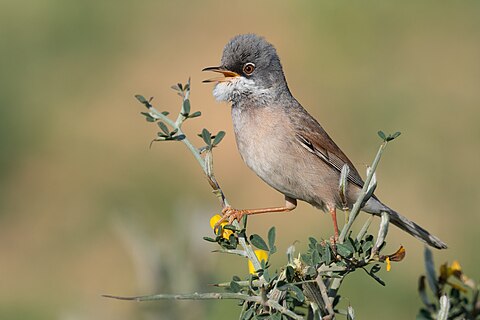 Spectacled warbler in Zaghouan, Tunisia