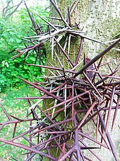 Mehrere, etwa 15 cm lange Dornen am Stamm eines Baumes