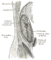 Sezione sagittale della parete addominale posteriore, che mostra le relazioni con la capsula renale.