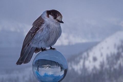 gray jay on glass sphere