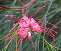 Grevillea longistyla