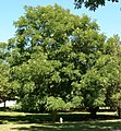 Kentucky Coffeetree (Gymnocladus dioicus) at DeSoto National Wildlife Refuge