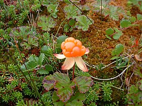 Cloudberries