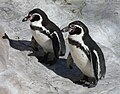 Humboldt-pingvin