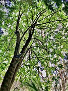 Latua pubiflora, Logan, canopy from beneath.jpg