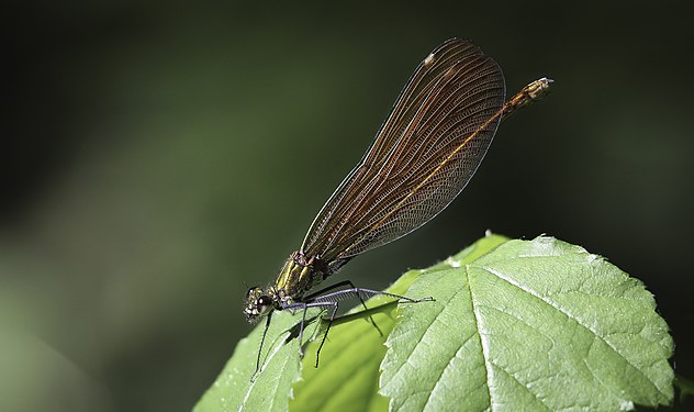 Libelinha Calopteryx virgo Photograph: User:Marco Jacobeu