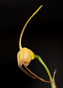 Masdevallia buccinator