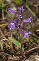 Záraza Orobanche aegyptiaca