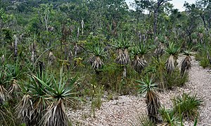 Parque Nacional da Chapada dos Veadeiros - Liu Idárraga Orozco (104).jpg