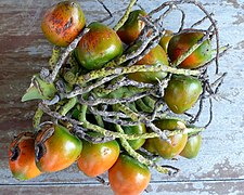 Peewah (Bactris gasipaes) - Trinidad and Tobago.jpg