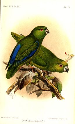 Ілюстрація Keulemans, 1891